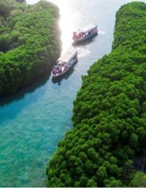 Mangroves in Farasan Islands Protected Area