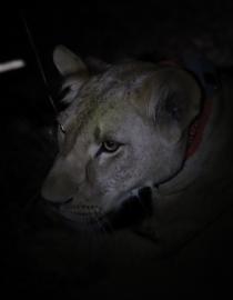 A young lioness was collared in Niokolo-Koba National Park, Senegal, February 2024.