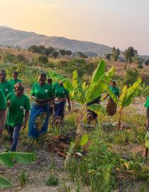 Tadala Farmer Filed Schools members in their commercial enterprise (banana field)