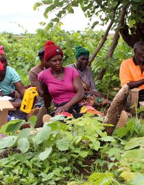 Group of fish farmers sitting under a tree outside, holding yellow transportable radios and listening to a radio session