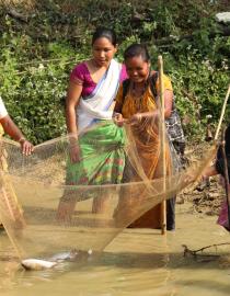 Five women harvesting fish with a net in the shallow part fo a pond.