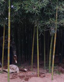 Bamboo shoots are being harvested by the local people