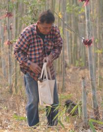 Propagating bamboo