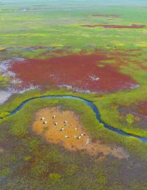 The vast Yancheng coastal mudflat wetlands