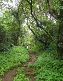 Foret sacree de Mekoup 