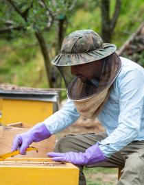 Apple farmer tending to beeboxes