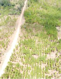 Aerial view of slashed area in Jembya Forest Reserve