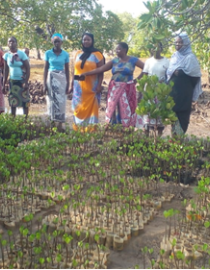 Mangrove tree seedling nursery, led by local women, used to generate income and mangrove forest restoration
