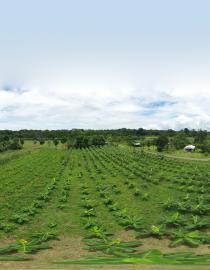 Adaptation Measures in Sarapiqui