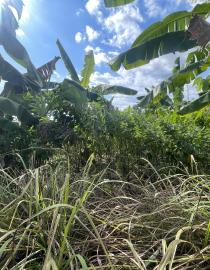Food Forest Demonstration Plot in Chimwala Mulanje