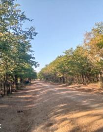 Indigenous Forest regenerated along the road in Bande