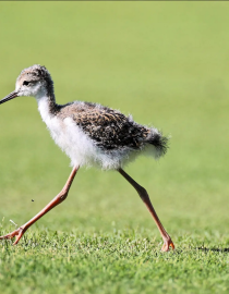 black winged stilt on a green