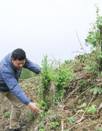Last remain Critically Endangered Rosewood stand in Central Annamite, Vietnam