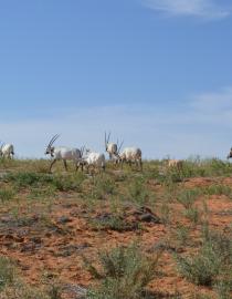 Oryx in native habitats
