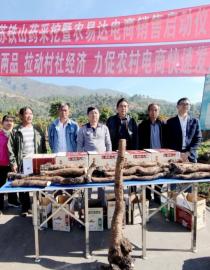Les villageois du village de Geliping et le personnel de Nongyida E-commerce ont organisé une cérémonie de lancement de la vente d'ignames cycadées dans les terres agricoles. Ils ont fait la queue, avec devant eux de l'igname cycadique reproduite artificiellement.