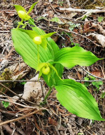 Plante sauvage protégée de niveau II menacée d'extinction Cypripedium à fleurs vertes (Cypripedium henryi)