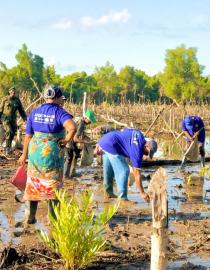 Community members replating mangroves