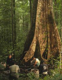 Brazil nut harvesters break Brazil nut pods on stones, using small hatchets, at the foot of a large Brazil nut tree in the Rio Iratapuru Sustainable Development Reserve, amid the Amazon rainforest.