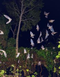 Chauves-souris sortant des grottes le soir