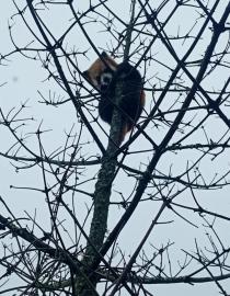 小熊猫、WCC、SWS