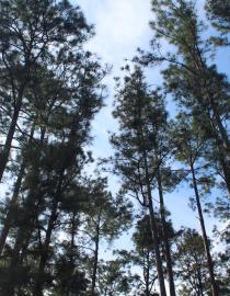 나무와 푸른 하늘.