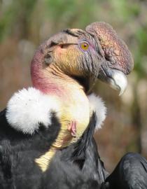 Parque Nacional Natural de Chingaza