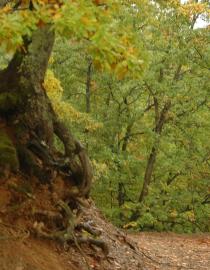 IUCN, ADAPT "Nature-based Solutions for Resilient Societies in the Western Balkans” Project