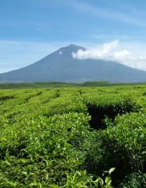 A volcano in the Tropical Rainforest Heritage of Sumatra, Indonesia © IUCN David Sheppard
