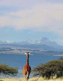 Giraffe on Lewa facing Mount Kenya. Ian Lemaiyan/Lewa Wildlife Conservancy