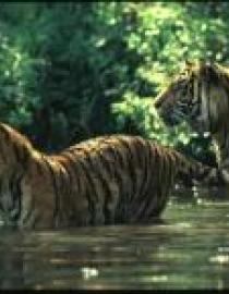 Tigers IUCN Georgina Peard