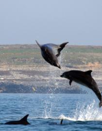 Sauts de grands dauphins (Tursiops truncatus) dans le Parc naturel marin d'Iroise Sylvain DROMZE - Agence française pour la Biodiversité