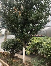 Stormwater reuse benefited from stormwater trade China CCTV
