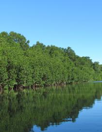 Mangroves in the project´s buffer zone BIOMARCC-GIZ