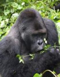 Cimanuka Silverback in Kahuzi-Biega National Park TBC