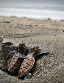 Eastern Pacific Hawksbill Initiative (ICAPO)