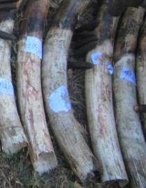 Confiscated ivory © PAMS Foundation