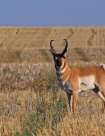 A Pronghorn antelope peers out over the prairie, uninhibited by human-made boundaries.