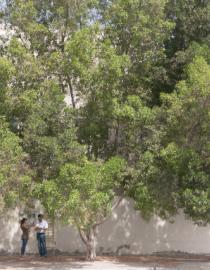 Citizen scientists collected data that revealed how trees can reduce temperatures by almost 1 degree C in Abu Dhabi The Earthwatch Institute