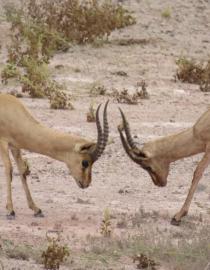 Jabir Gazelles in Hormuz Alireza Karimi