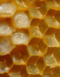 Honeycomb IUCN Netherlands