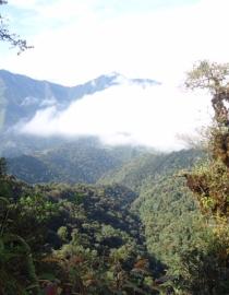 Bosque nublado, característico de esa región. Germán Collaguazo- Corporación Microempresarial Yunguilla