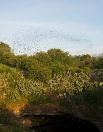 Millions of Mexican free-tailed bats emerge from Bracken cave EcoHealth Alliance