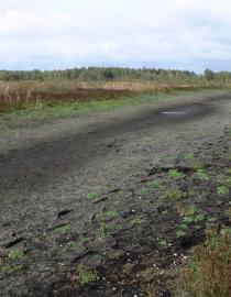 Bulev Mokh Peatland Before Restoration Alexander Kozulin