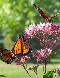 Monarch butterflies on a milkweed plant. PublicDomainPictures