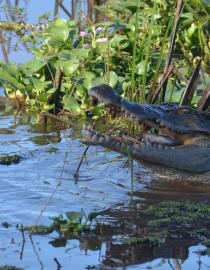 Siamese Crocodile at Bau Sau Lake Cat Tien National Park