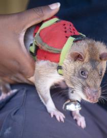Wildlife detection rat Moureen APOPO