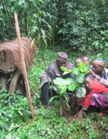 COMMUNITY INVOLVEMENT IN APICULTURE AND FOREST REGENERATTION CAMGEW