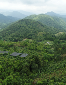 Chrysantha Benefit Sharing Demonstration Site in Fangchenggang Project Management Office of Guangxi Zhuang Autonomous Region