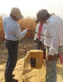A MasAgro technician weighs the grain harvested by a participant farmer in central Mexico CIMMYT