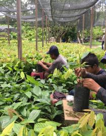 Cocoa plant nursery in the Lachuá Ecoregion IUCN